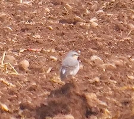 Culbianco  - Angelo Pasqua