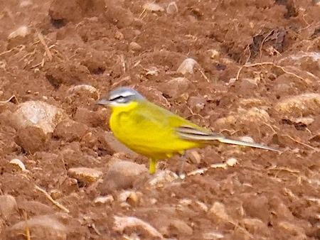 Cutrettola  - Angelo Pasqua