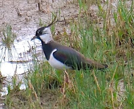 Pavoncella  - Angelo Pasqua