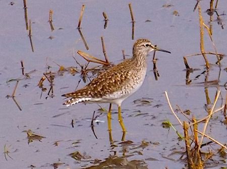 Piro-piro boschereccio  - Angelo Pasqua
