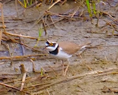 Corriere piccolo  - Angelo Pasqua