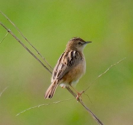 Beccamoschino  - Angelo Pasqua