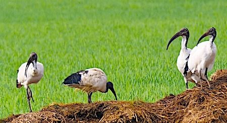 Ibis sacro  - Angelo Pasqua
