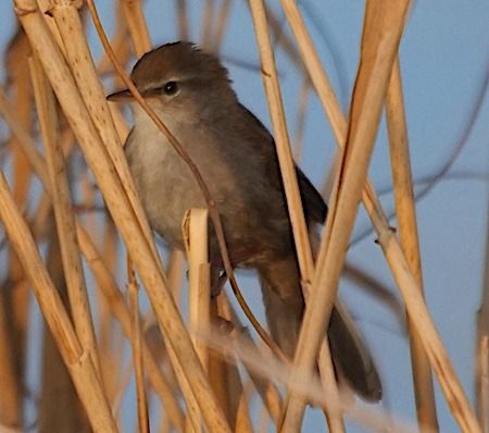 Usignolo di fiume  - Angelo Pasqua