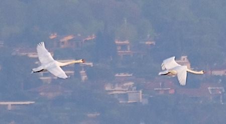 Cigno reale  - Angelo Pasqua