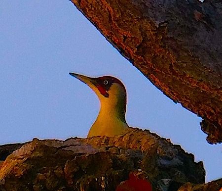 Picchio verde  - Angelo Pasqua