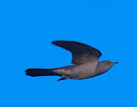 Cuculo  - Angelo Pasqua