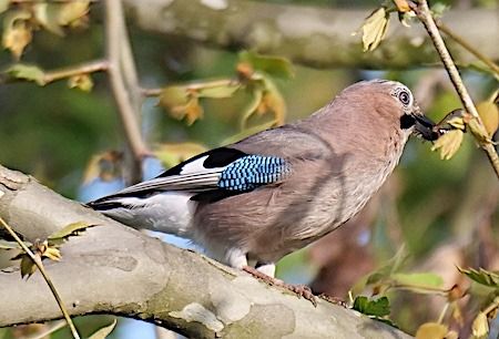 Ghiandaia  - Angelo Pasqua