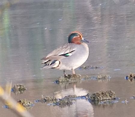 Alzavola  - Angelo Pasqua