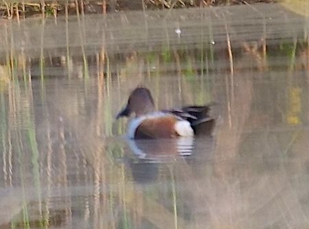 Mestolone  - Angelo Pasqua