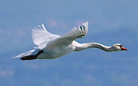 Cigno reale  - Angelo Pasqua