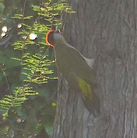 Picchio verde  - Angelo Pasqua
