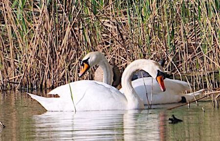 Cigno reale  - Angelo Pasqua