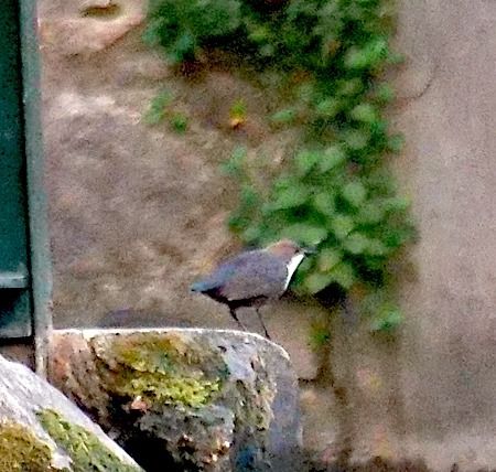 Merlo acquaiolo  - Angelo Pasqua