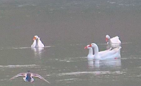 Oca domestica  - Angelo Pasqua