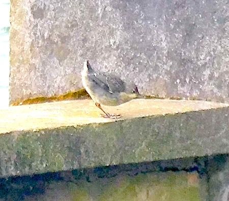 Merlo acquaiolo  - Angelo Pasqua