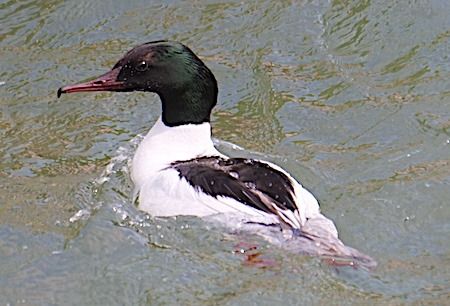 Smergo maggiore  - Angelo Pasqua