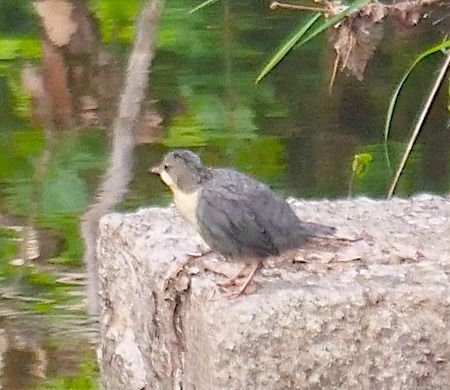 Merlo acquaiolo  - Angelo Pasqua