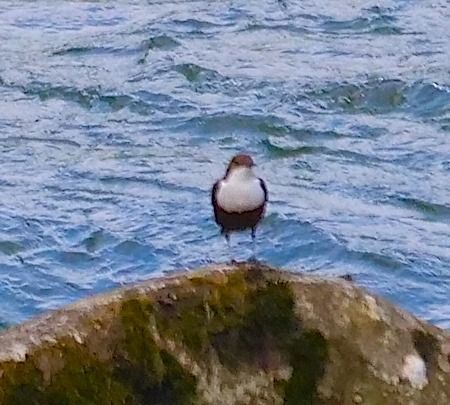 Merlo acquaiolo  - Angelo Pasqua