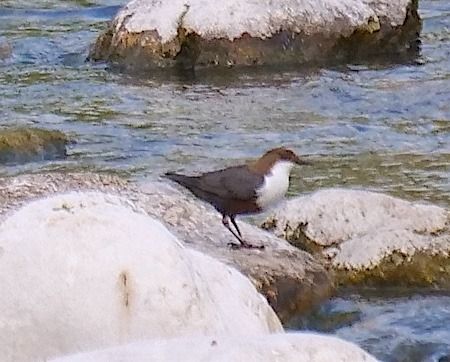 Merlo acquaiolo  - Angelo Pasqua