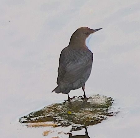Merlo acquaiolo  - Angelo Pasqua