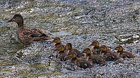 Germano reale  - Angelo Pasqua