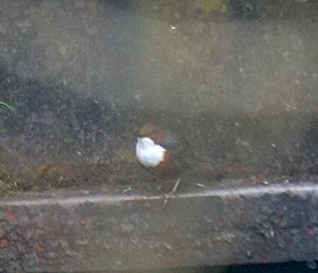 Cincle plongeur  - Angelo Pasqua