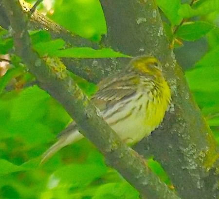 Verzellino  - Angelo Pasqua