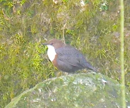 Merlo acquaiolo  - Angelo Pasqua