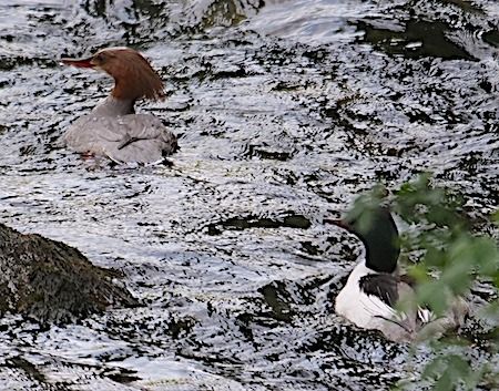 Smergo maggiore  - Angelo Pasqua