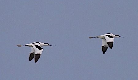 Avocetta  - Angelo Pasqua