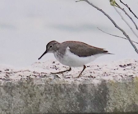 Piro-piro piccolo  - Angelo Pasqua