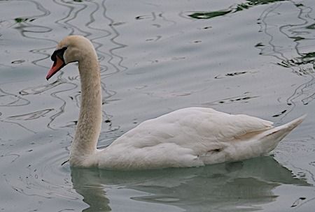 Cigno reale  - Angelo Pasqua