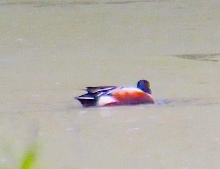 Mestolone  - Angelo Pasqua