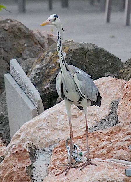 Airone cenerino  - Angelo Pasqua