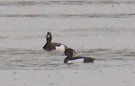 Moretta  - Angelo Pasqua