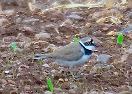 Corriere piccolo  - Angelo Pasqua