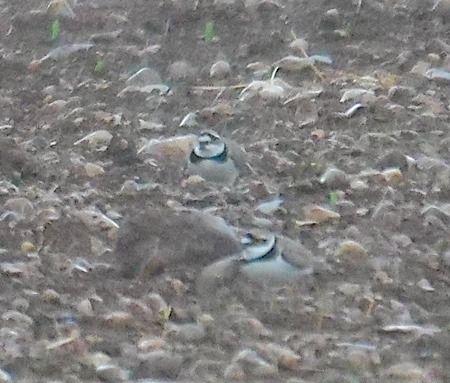 Corriere piccolo  - Angelo Pasqua