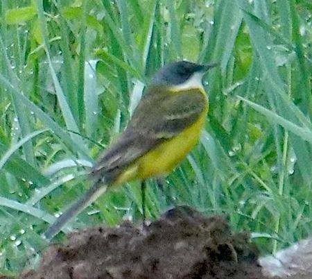 Ashy-headed Yellow Wagtail (ssp. cinereocapilla)  - Angelo Pasqua