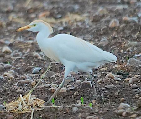 Airone guardabuoi  - Angelo Pasqua