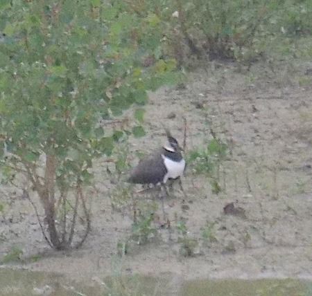 Pavoncella  - Angelo Pasqua