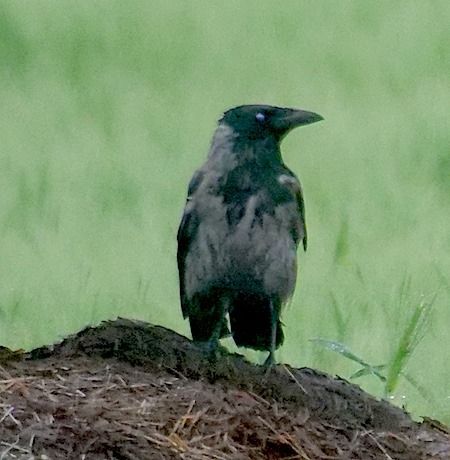 Cornacchia grigia  - Angelo Pasqua