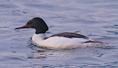Smergo maggiore  - Angelo Pasqua