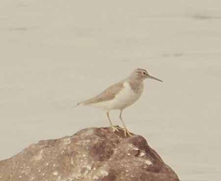 Piro-piro piccolo  - Angelo Pasqua