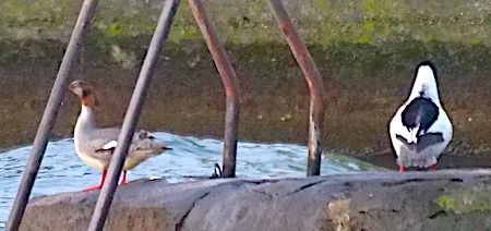 Smergo maggiore  - Angelo Pasqua