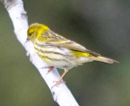 Verzellino  - Angelo Pasqua