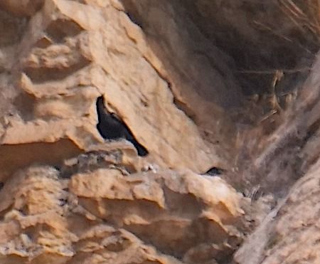 Corvo imperiale  - Angelo Pasqua