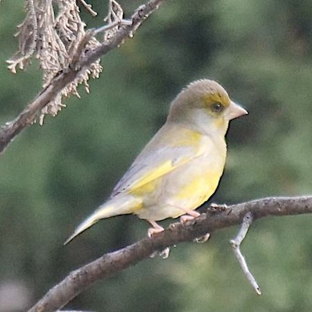 Verdone  - Angelo Pasqua