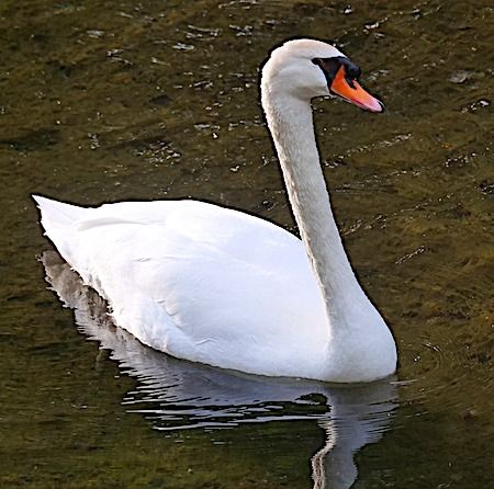 Cigno reale  - Angelo Pasqua
