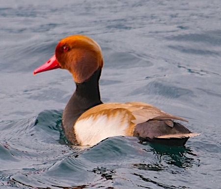 Fistione turco  - Angelo Pasqua